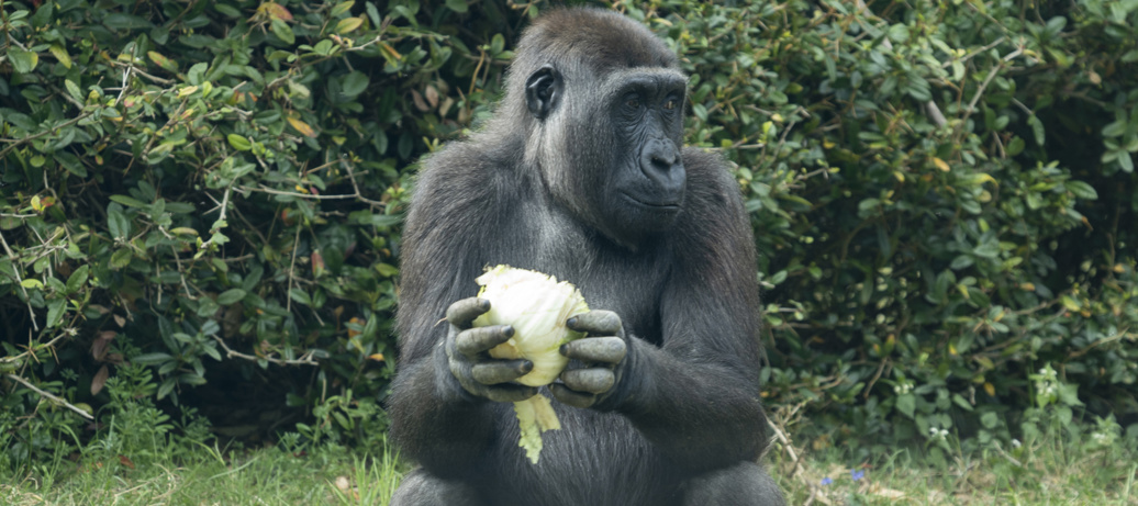 Twee stuks groente: maar nauwelijks fruit!