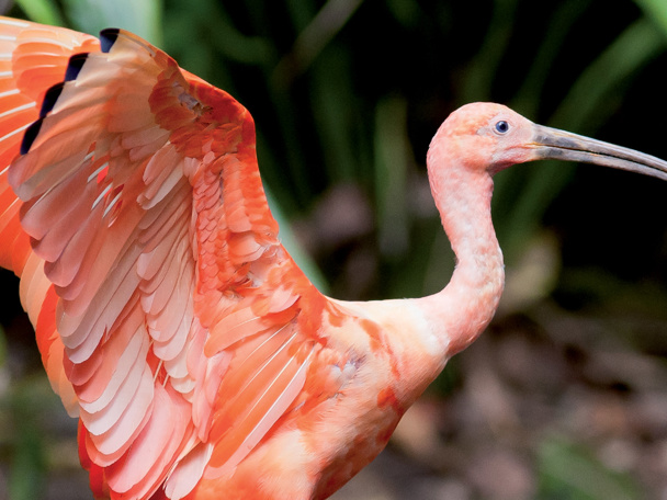Vroege vogelwandeling