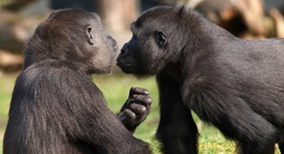 Apemanagement