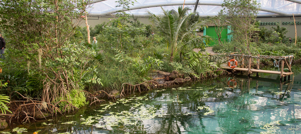Rondleiding door Burgers' Mangrove
