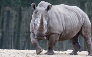 De hyena hoeft geen Facebook