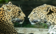 Afstand houden is ook voor dieren belangrijk! 