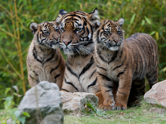 Zoo Experience