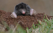 Wie is nu de mol? Iedereen!